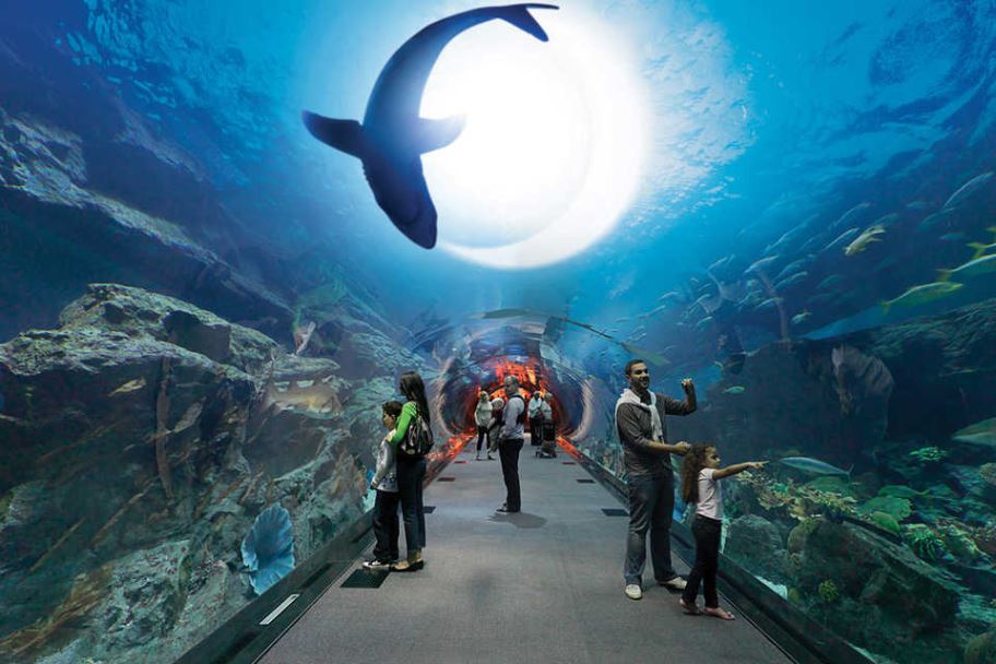 Океанариум Dubai Aquarium представляет первый в мире аттракцион «Неделя акул с каналом Discovery»