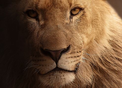 Dubai Safari mega zoo prepares to roar into action