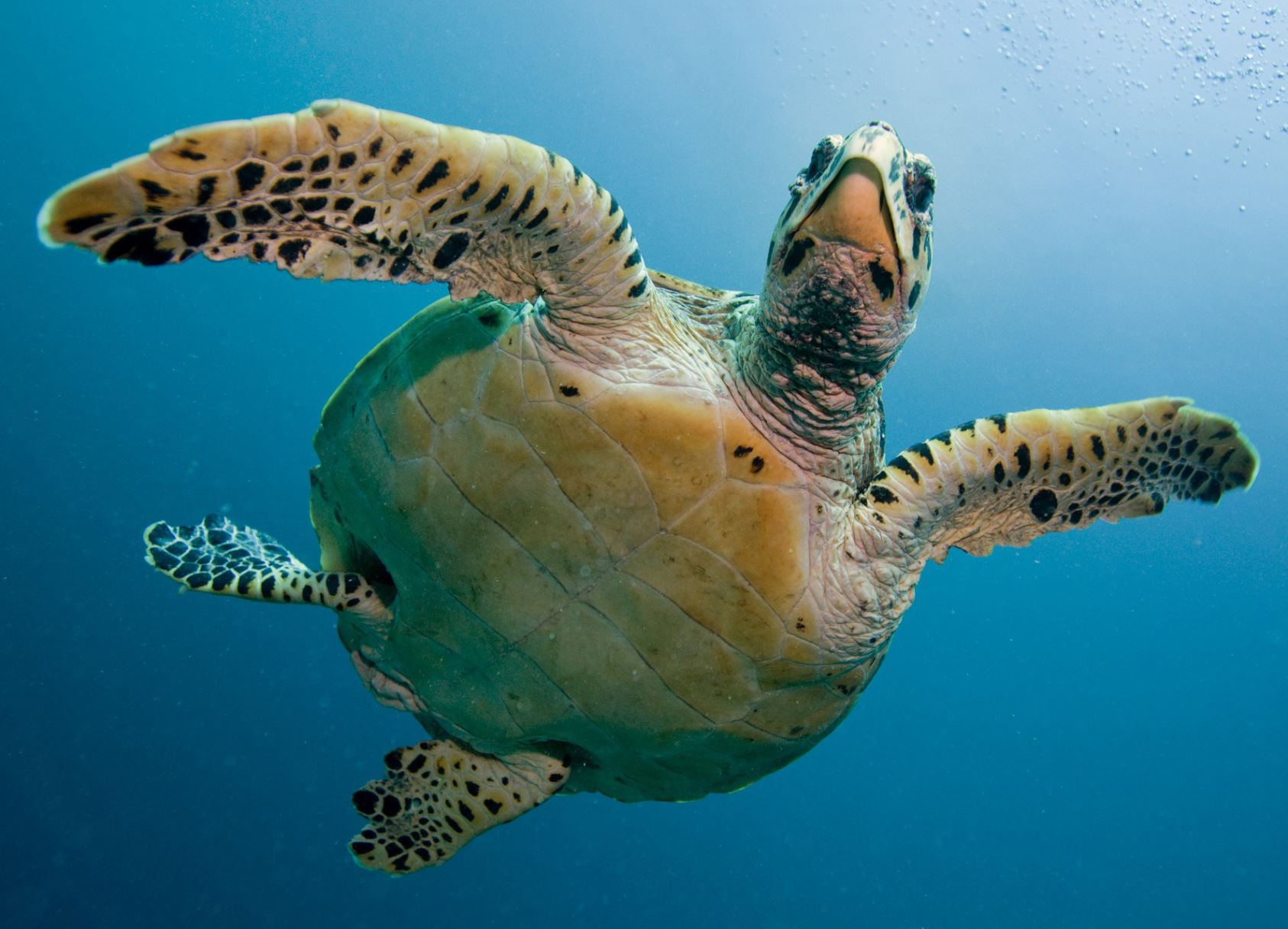 Jumeirah rehabilitates 75 sea turtles from its new hotel lagoon 