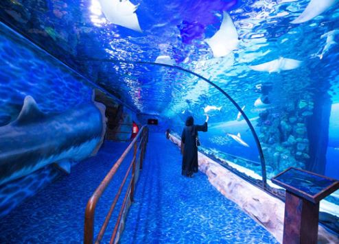 Dubai Aquarium's shark exhibition