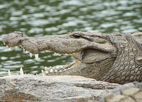 Dubai Crocodile Park to open by the end of the year