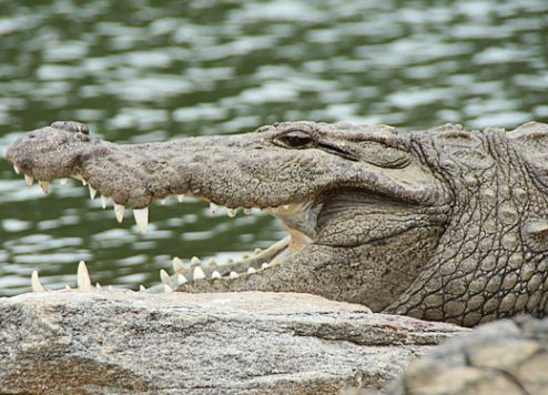 Dubai Crocodile Park to open by the end of the year 