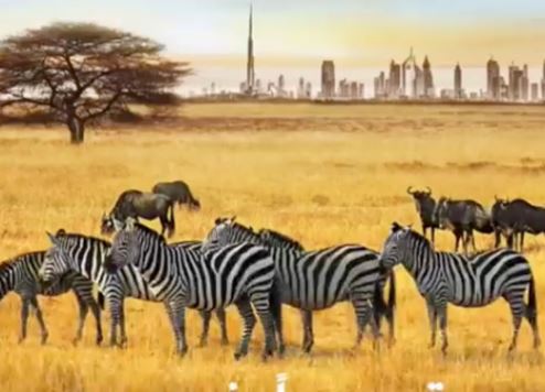 A screenshot from the Dubai Safari video.