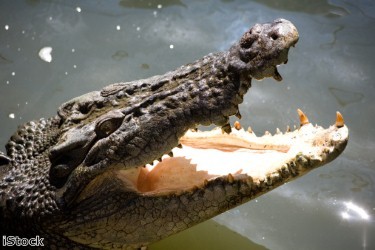 Work to start on Dubai's crocodile park in July