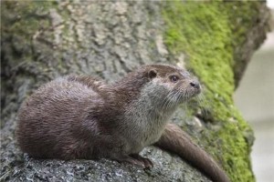 Otters express artistic side at Dubai Mall