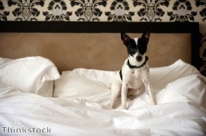 Pet-only hotel heading to Dubai