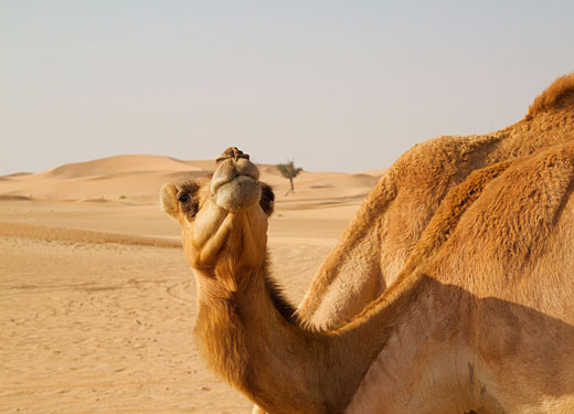 Camel in Dubai Desert